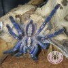 TARANTULA